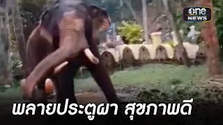 ทูตไทยเยี่ยม “พลายประตูผา” ยืนยันสุขภาพดี แม้ตกมัน | ข่าวเย็นช่องวัน | สำนักข่าววันนิวส์