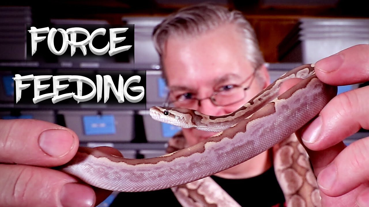 Force Feeding Ball Pythons - YouTube