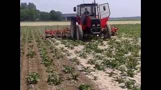 Valmet 705, suikerbieten schoffelen loonbedrijf A.G. de Vries. Cultivating sugarbeets.