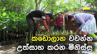 කඩොලාන වවන්න උත්සාහ කරන මිනිස්සු  | Travel With Chatura