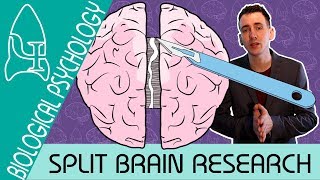 Split Brain Research - Biological Psychology - Biological Psychology [AQA ALevel]