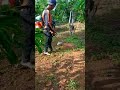 pembersihan gulma di kebun kopi menggunakan mesin rumput | brush cutter