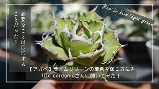 【アガベ】ライムグリーンの葉色を保つ方法をlize gardenigさんに聞いてみた！