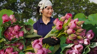 Harvest Lotus Goes To The Market Sell - How to make lotus soup