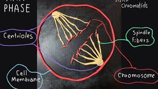 การแบ่งเซลล์แบบไมโทซีส, Mitosis, cell division stop motion, Biology, ผลงานนักเรียน