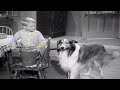 Lassie❄️🎄 A Christmas Story❄️🎄Christmas Special ❄️🎄Christmas Movie For Kids ❄