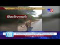 amreli video of car driver teasing lion near dhari village goes viral tv9