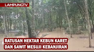 Ratusan Hektar Kebun Karet dan Sawit Mesuji Kebanjiran