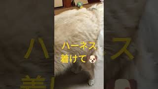 華麗なダンスを決めてハーネスを着ける犬のムーちゃん