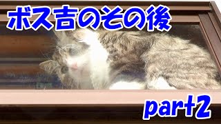 保護猫ボス吉のその後　part2　Boss-Cat's life after the captor part2