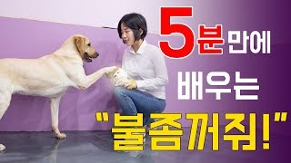 [천재견까지 도보5분] 8화 - 똑똑한 강아지 되는 영상 \