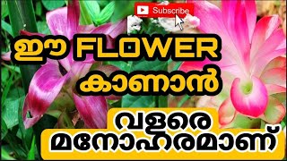 അധികമാരും ശ്രദ്ധിക്കാതെ പോയ മനോഹരമായ ഒരു കാട്ട് പൂവ് കാണാം |Beatiful flower