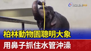 柏林動物園聰明大象 用鼻子抓住水管沖澡