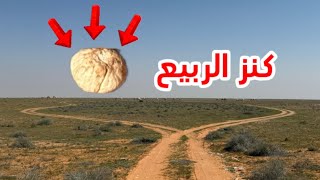 كشتة البحث عن الفقع وتغطية الأمطار