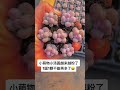 42 奶酪 桃蛋 葡萄老桩 多肉植物 大橙子 奥胖子 多肉植物