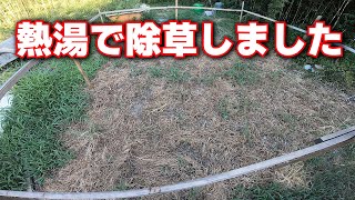 太陽熱温水器の熱湯で除草