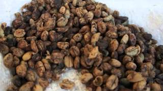 INCENSO COFFEE  | 100% Pure Luwak Coffee 野生麝香貓咖啡