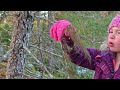 we bought one acre of newfoundland wilderness to start a homestead someday series ep. 10