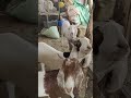 Maashaa Allah palai service at Mirha livestock part1