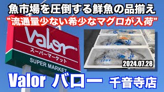 【Valor 流通量少ない希少なマグロが入荷 魚市場を圧倒する鮮魚の品揃え】あばお 海鮮ちゃんねる #260 2024.07.28