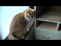 起きろ！昼間から熟睡してんじゃねえ【侵入した野良仔猫】～家猫修行中～