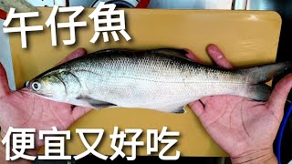 Amazing Polydactylus aged for 2 days to make sashimi.