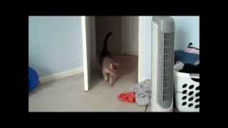 Scaring a Cautious Cat!!!!!