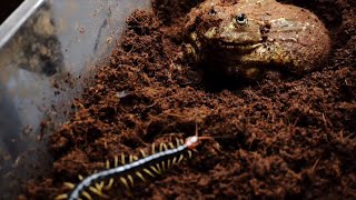 live feeding / African Bullfrog Eating Live Centipede