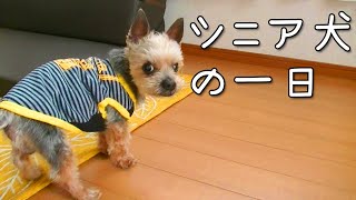 【ヨークシャテリア】14歳シニア犬の一日の過ごし方【Yorkshire terrier】