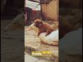 Funny || Funny videos of Animals #ytshorts #shorts #funny #funnyshorts #funnyvideos #funnyvideosof