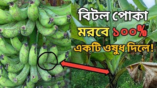 কলার বিটল পোকা দমনে সঠিক ব্যবস্থাপনা | কলার বিটল পোকা