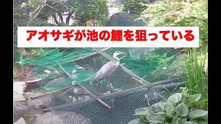 「庭いじりの贅沢」「鯉が鷺に食べられた。」(5)攻防　ネットで覆ったがアオサギも命がけ