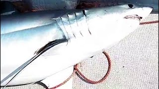 【まぐろサメ】マグロとマグロに似ている？美味しいサメ！【仁太丸】