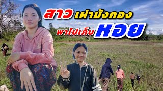 สาวลาว งมหอยใหญ่ สาวเผ่ามังกอง หาอยู่หากิน