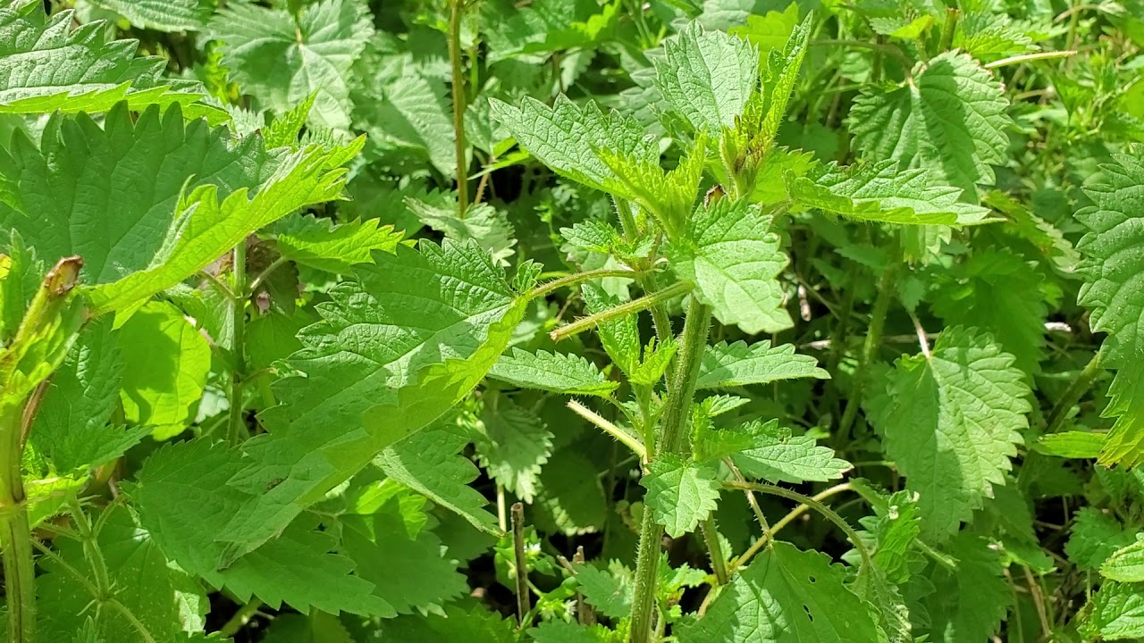 Stinging Nettle ID - YouTube