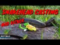 SNAKEHEAD (GABUS/HARUAN) HUNTING WITH SOTELO MAD KICKER feat Haruan Sakit Channel