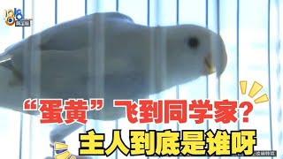 【1818黄金眼】鹦鹉“蛋黄”离家去了女儿同学家，“归属”应该如何证明？