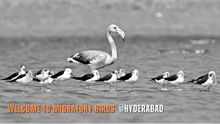 KISTAREDDYPET Lake Birds Tour in Winter @hyderabad