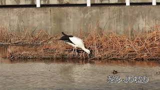 鳴門コウノトリ 2025/01/01 撮影 成長記録 徳島県鳴門市