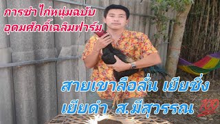 อุดมศักดิ์เฉลิมฟาร์ม  ไก่หนุ่มๆ  สายเยียร์ดำ  เยียร์ซิ่ง และ เขาลือลั่น