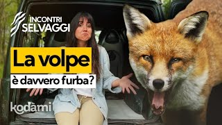 La volpe è un animale furbo? Cosa fare se ne incontri una