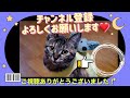 【保護猫】乳飲み子が、こんなに成長しました！！！（成長の記録）