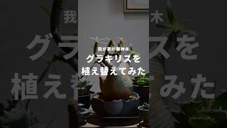 グラキリスの植替え動画！我が家の御神木です🙏🏻 #インテリアグリーン #観葉植物 #観葉植物のある暮らし #観葉植物の育て方 #観葉植物育て方 #植え替え #パキポディウム #グラキリス