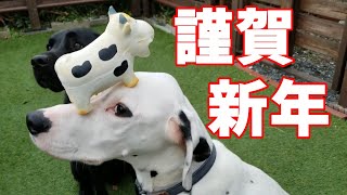 謹賀新年　～犬用手作りおせちを食べる姿がかわいい？～【ラブラドールレトリバーとダルメシアン】