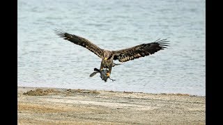 Juvenile Eagle Hunting Coots