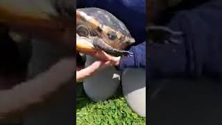 Meet Maggie The Florida River Cooter: 6/1/20