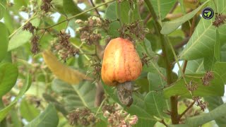 ನಾರಾಯಣಸ್ವಾಮಿಯವರ ಸಮೃದ್ಧ ಗೋಡಂಬಿ ತೋಟ | Cashew