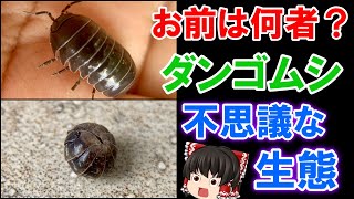 【ゆっくり解説】虫なのに虫じゃない？ダンゴムシの生態を徹底解説