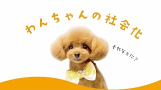 【子犬の社会化】わんちゃんのしつけにはいくつもの方法がありますが、子犬の心の成長に欠かせないしつけは1つしかありません。それが子犬の時期の「社会化」です。