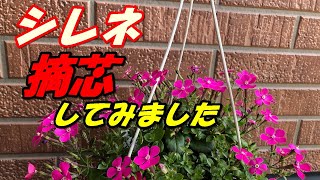 【花】シレネの育て方・摘芯